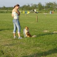 Shetland sheepdog Simba