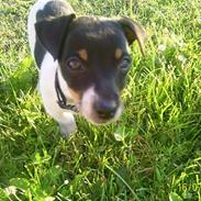 Jack russell terrier Fie