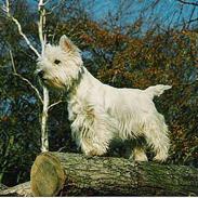 West highland white terrier sisse *død* †