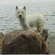 West highland white terrier sisse *død* †