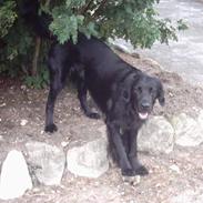 Flat coated retriever Snoppi