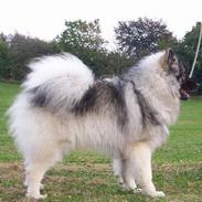 Keeshond Keeshos Arthur