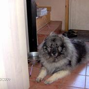 Keeshond Keeshos Arthur