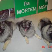 Keeshond Keeshos Arthur