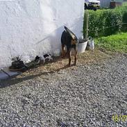 Jack russell terrier Fie