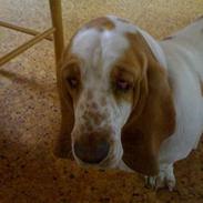 Basset hound Donna