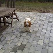 Basset hound Donna