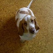 Basset hound Donna