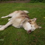 Alaskan malamute moon song`s Dina Død 2009