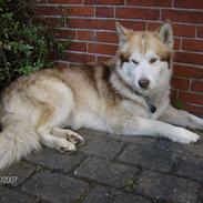 Alaskan malamute moon song`s Dina Død 2009