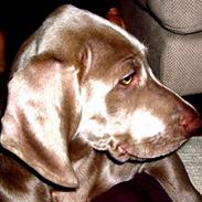 Weimaraner Hot Shoot's Gambler