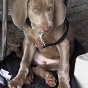 Weimaraner Hot Shoot's Gambler