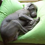 Weimaraner Hot Shoot's Gambler