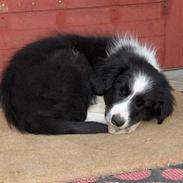 Border collie Charlie