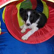 Border collie Charlie