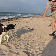 Border collie Charlie