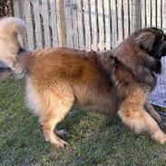 Leonberger Leodania's Amadeus