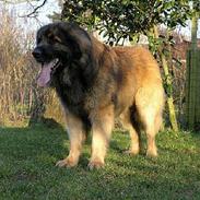 Leonberger Leodania's Amadeus