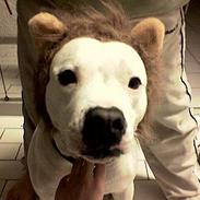 Staffordshire bull terrier freyja