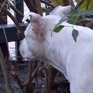 Staffordshire bull terrier freyja