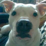 Staffordshire bull terrier freyja