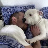 Staffordshire bull terrier freyja