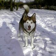 Alaskan malamute moon song`s Dina Død 2009