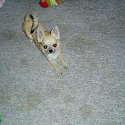 Chihuahua Coco