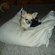 Chihuahua Coco