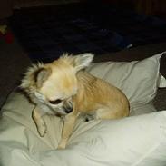 Chihuahua Coco