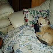 Chihuahua Coco