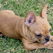 Fransk bulldog Carlos