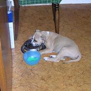 Amerikansk staffordshire terrier Pumba