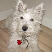 West highland white terrier Sasmo