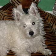 West highland white terrier Sasmo