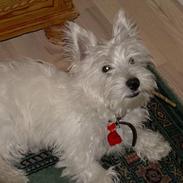 West highland white terrier Sasmo