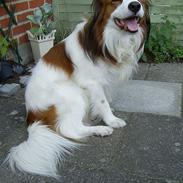 Kooikerhondje Kenny