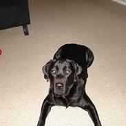 Labrador retriever tyson