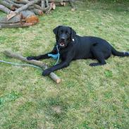 Labrador retriever tyson