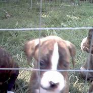 Amerikansk bulldog Tezzelina