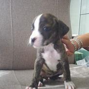 Amerikansk bulldog Tezzelina