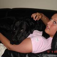 Labrador retriever tyson