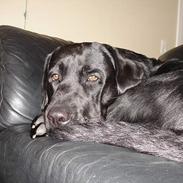 Labrador retriever tyson