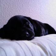 Labrador retriever Dina