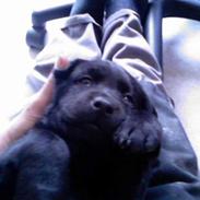 Labrador retriever Dina