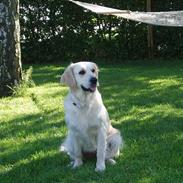Golden retriever Monique