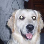 Golden retriever Monique