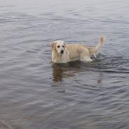 Golden retriever Monique