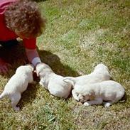 Golden retriever Monique