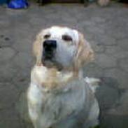 Golden retriever Monique